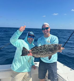 Goliath Grouper Glory!